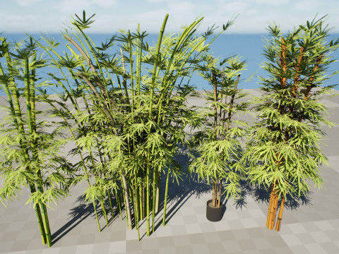 Realistic Bamboo Plants Model 3D