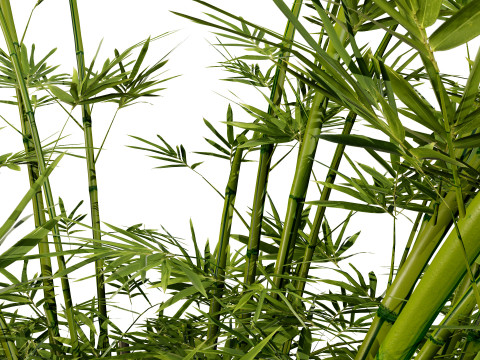 Realistic Bamboo Plants Model 3D