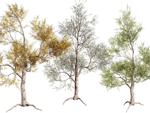 Medium Poly Trees for Realistic Environments 3D Model