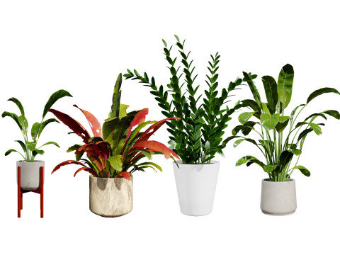 Indoor Plants Pack Modelo 3D
