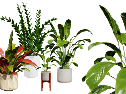 Indoor Plants Pack 3D Модель
