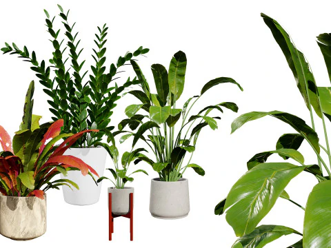 Indoor Plants Pack 3D Model