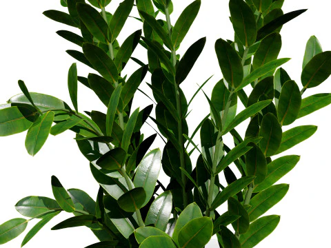 Indoor Plants Pack 3D Model
