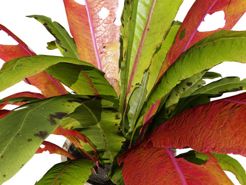 Indoor Plants Pack 3D Model