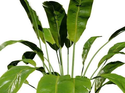 Indoor Plants Pack 3D Model