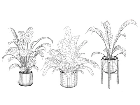 Indoor Plants Pack 3D Model