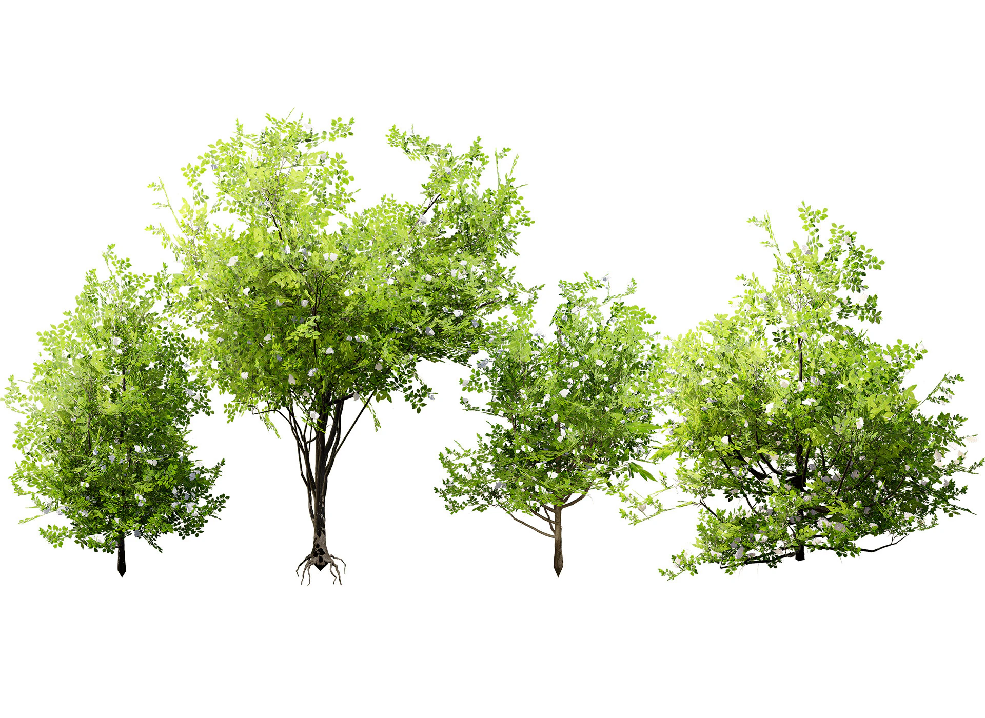 Japanese Privet 3D Model .c4d .max .obj .3ds .fbx .stl .blend 
