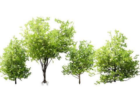 Japanese Privet 3D Model