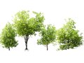 Japanese Privet 3D 모델