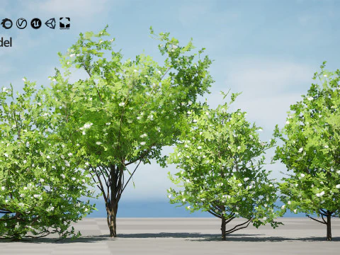 Japanese Privet 3D Model