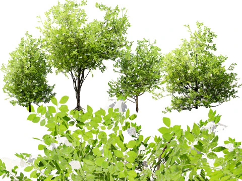 Japanese Privet 3D Model
