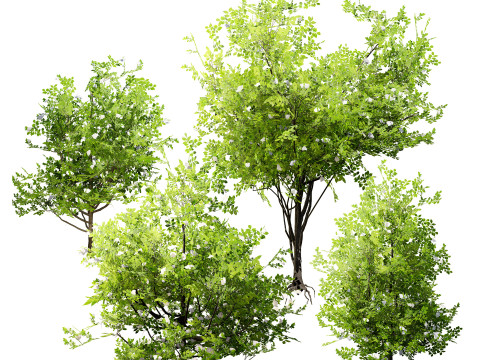 Japanese Privet 3D 모델