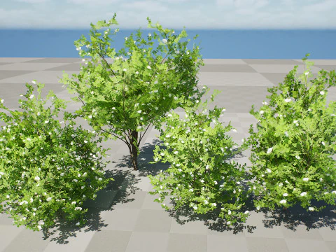 Japanese Privet 3D Model
