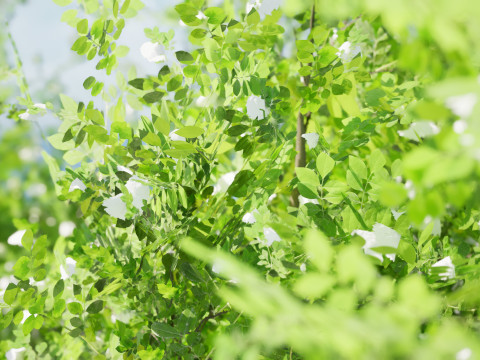 Japanese Privet 3D 모델