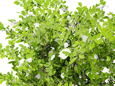 Japanese Privet 3D 모델