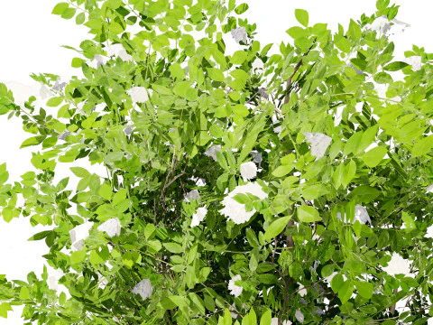 Japanese Privet 3D Model