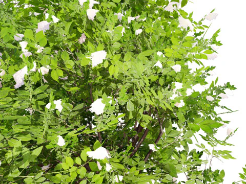 Japanese Privet 3D Model