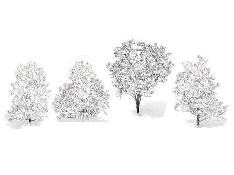 Japanese Privet 3D Model