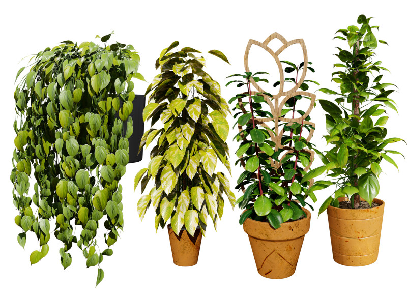 Realistic Sindoor Pothos 3D मॉडल .c4d .max .obj .3ds .fbx .stl .blend