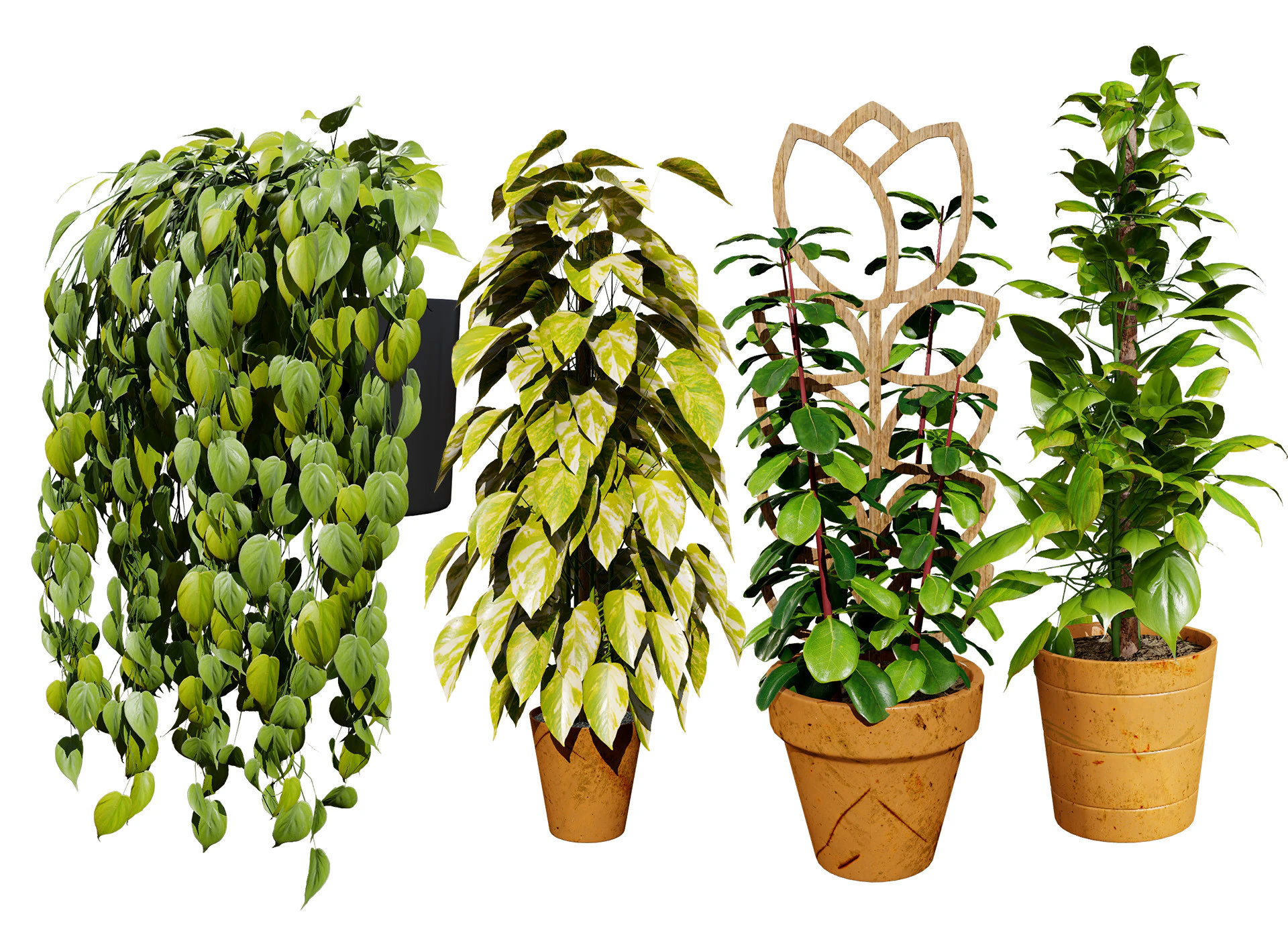 Realistic Sindoor Pothos 3D Model .c4d .max .obj .3ds .fbx .stl .blend 