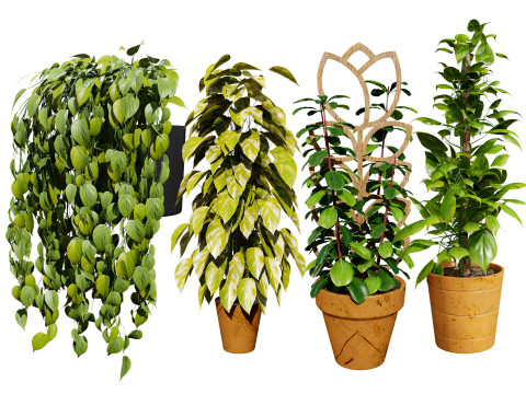Realistic Sindoor Pothos Modelo 3D
