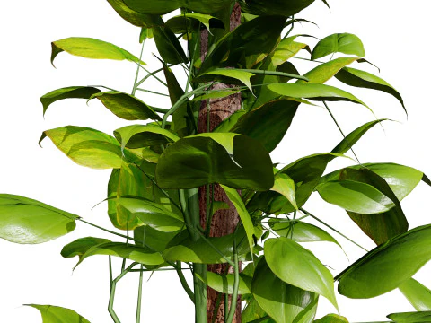 Realistic Sindoor Pothos 3D Model