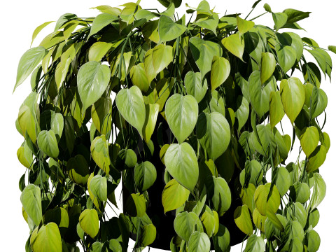 Realistic Sindoor Pothos 3D मॉडल