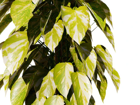 Realistic Sindoor Pothos 3D Model