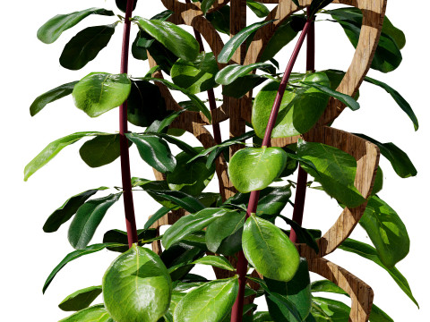 Realistic Sindoor Pothos 3D मॉडल