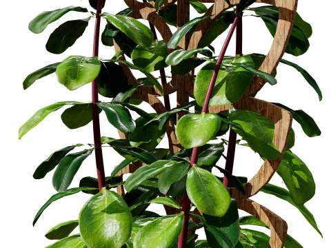 Realistic Sindoor Pothos 3D Model