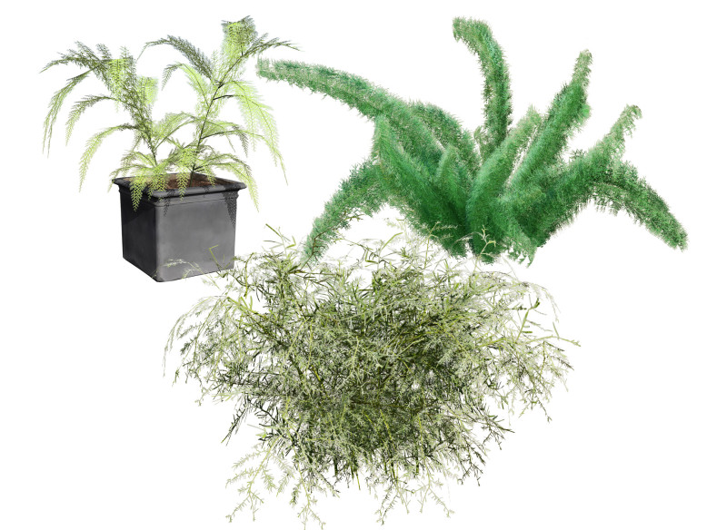 Foxtail Fern 3D Model .c4d .max .obj .3ds .fbx .stl .blend 
