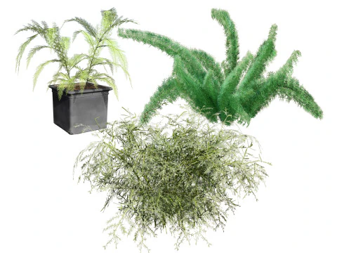 Foxtail Fern 3D Model