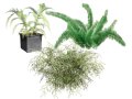Foxtail Fern 3D 모델
