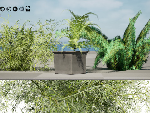 Foxtail Fern 3D Model