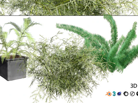 Foxtail Fern 3D Model