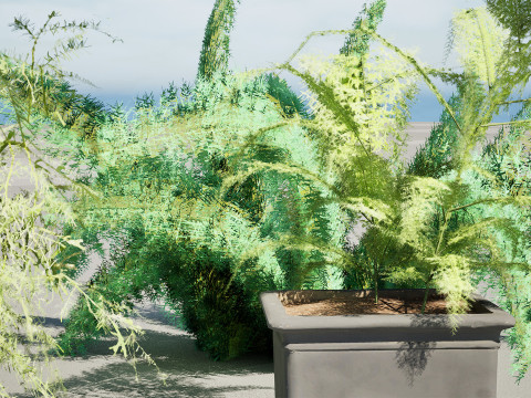 Foxtail Fern 3D Model