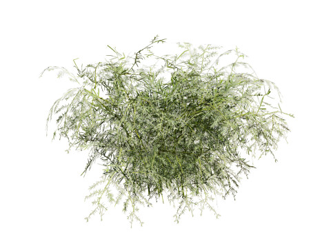 Foxtail Fern 3D Model