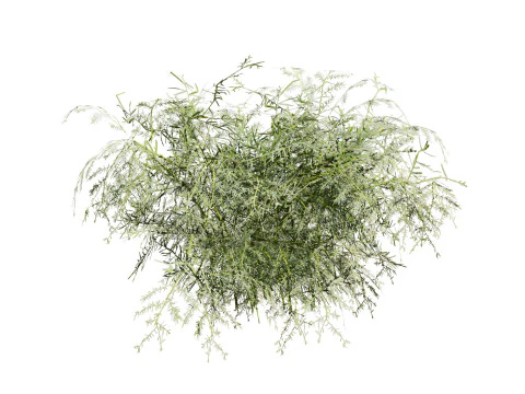 Foxtail Fern 3D Model