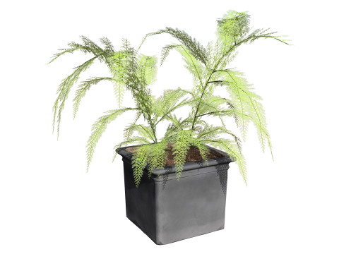 Foxtail Fern 3D Model