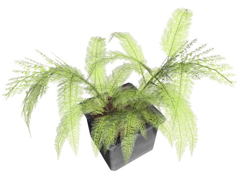 Foxtail Fern 3D Model