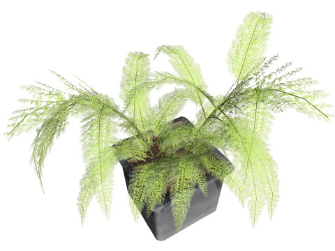 Foxtail Fern 3D Model