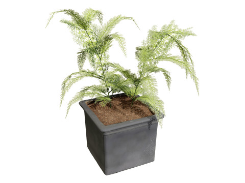 Foxtail Fern 3D Model