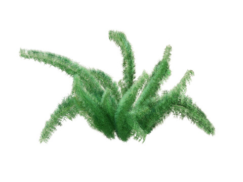 Foxtail Fern 3D Model