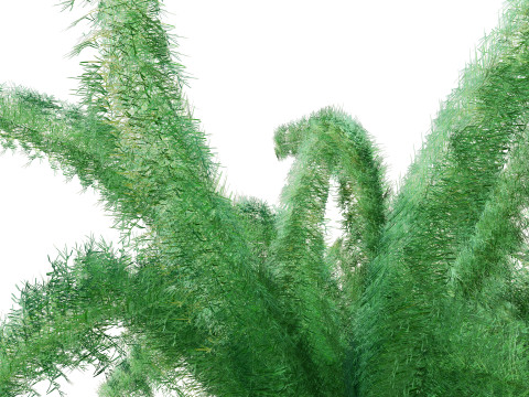 Foxtail Fern 3D Model