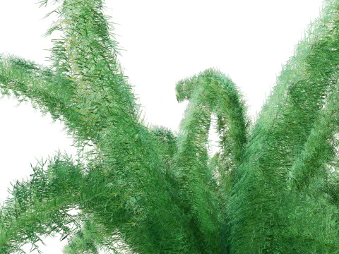 Foxtail Fern 3D Model