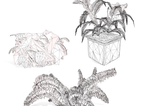 Foxtail Fern 3D Model