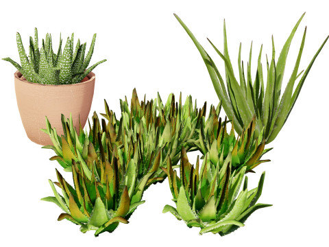 Realistic Aloe Vera Plant Collection 3Dモデル
