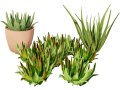 Realistic Aloe Vera Plant Collection 3D Модель