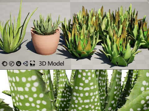 Realistic Aloe Vera Plant Collection Modelo 3D