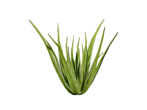 Realistic Aloe Vera Plant Collection Modelo 3D